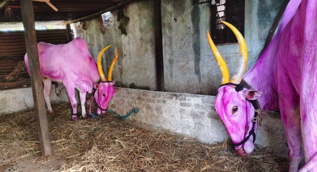 ಎತ್ತುಗಳು