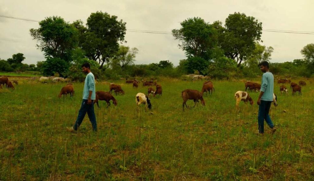 ಕುರಿ ಕಾಯುತ್ತಿರುವುದು