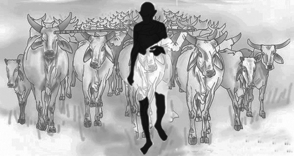ಗಾಂಧಿ cow