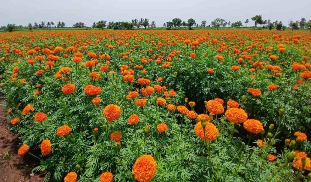 ಚೆಂಡು ಹೂವು ಬೆಳೆ 1