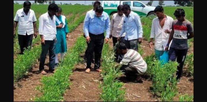 ತೊಗರಿಗೆ ರೋಗಬಾಧೆ