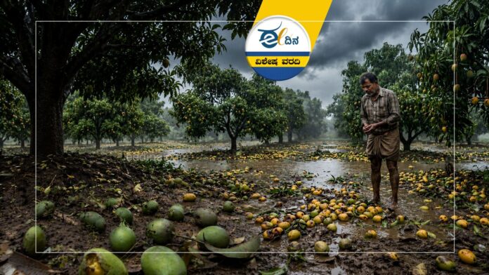 ಮಳೆಗೆ ನಲುಗಿದ ಮಾವು ಬೆಳೆಗಾರರು