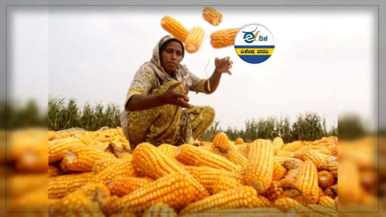 ಮೆಕ್ಕೆಜೋಳ ಖರೀದಿ ವಿಳಂಬ