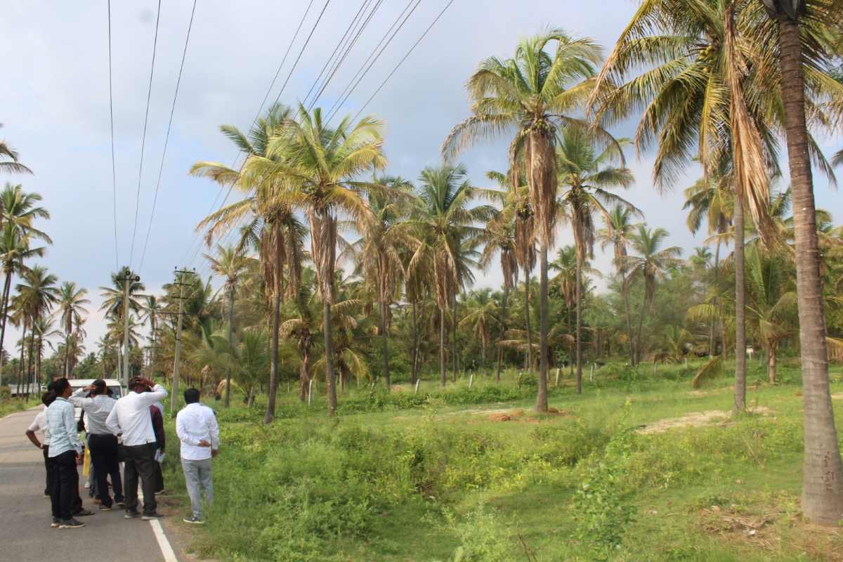 ತೆಂಗಿಗೆ ರೋಗ