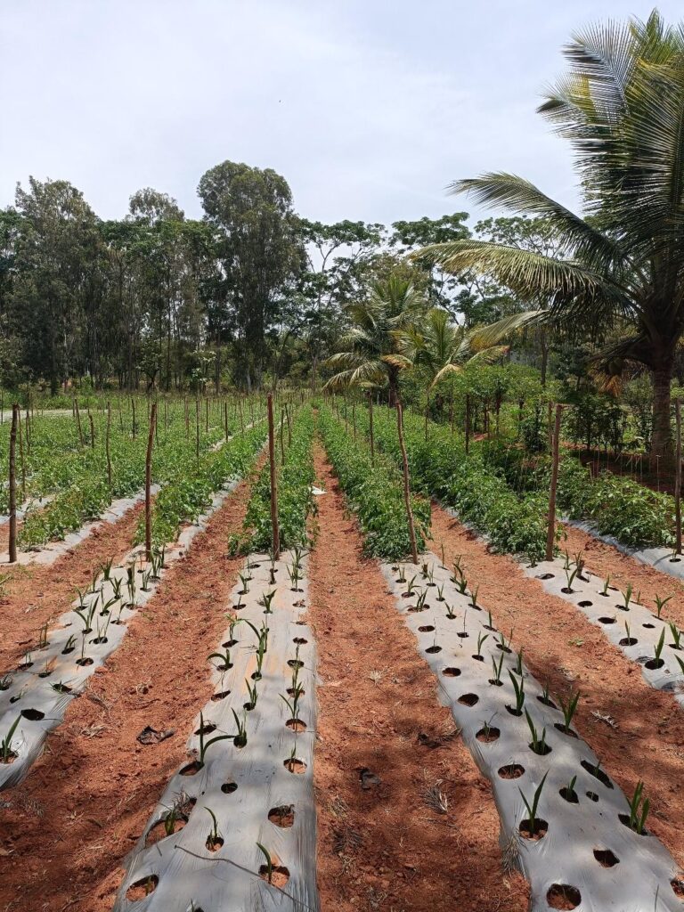 2. IFS Plot
