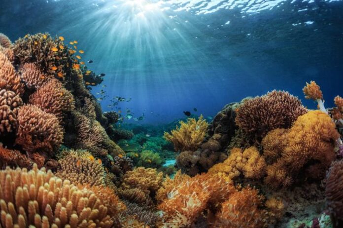 Sea