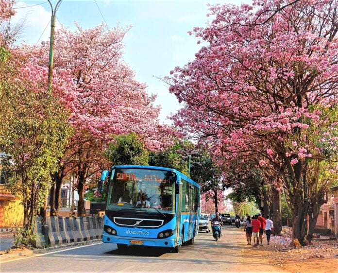 Tabebuia