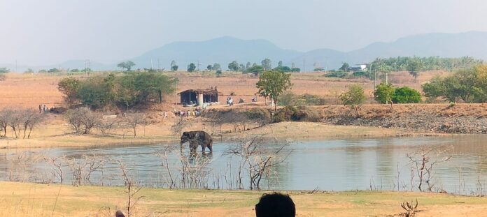 wild elephant