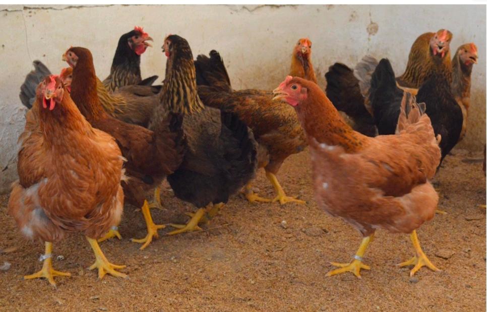 3. Colour Broilers