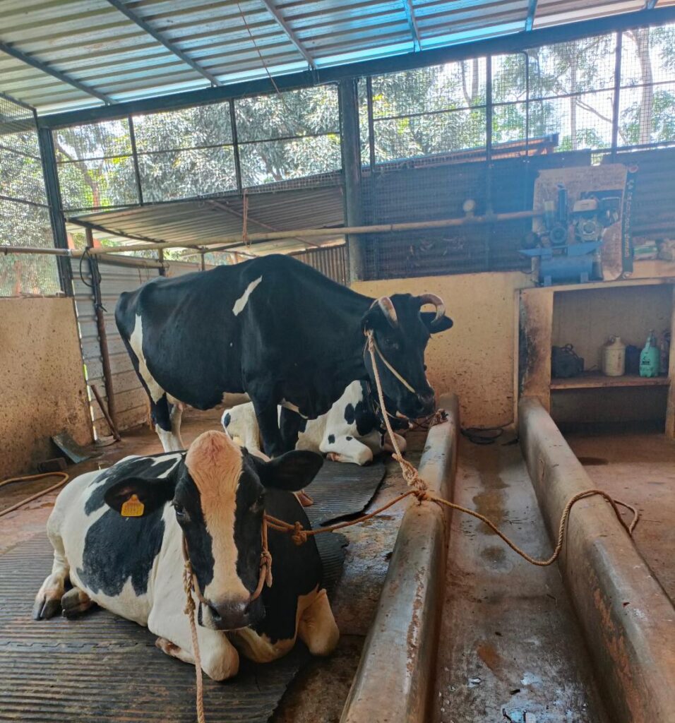 4. Dairy Unit