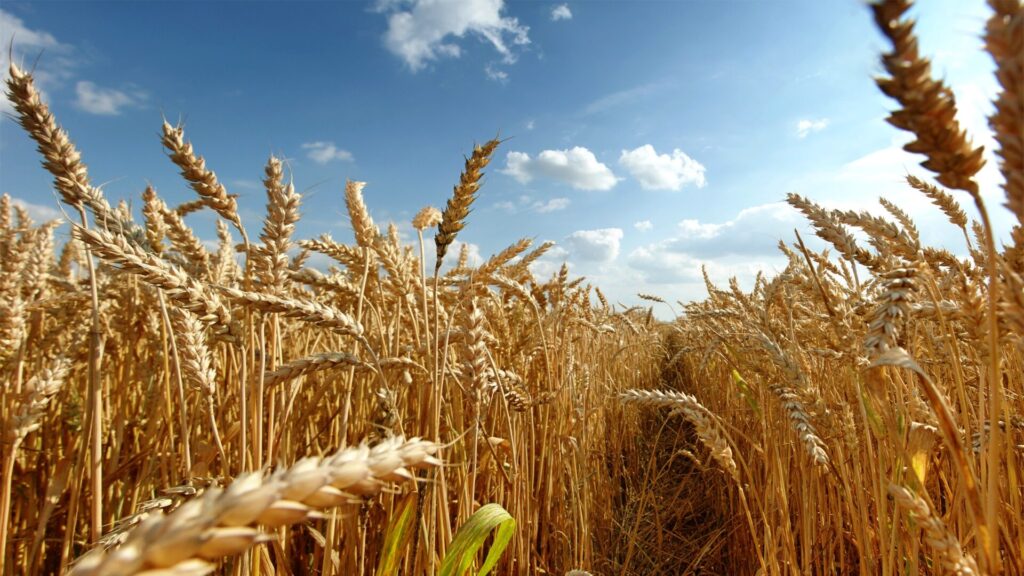 90405 wheat field crops