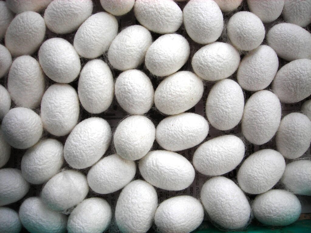 Coccons