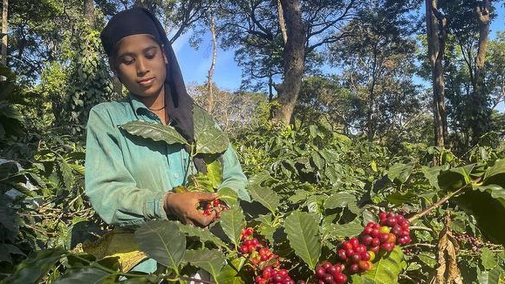 Coffee harvest GP7FH1KMB.2 1.jpg 1