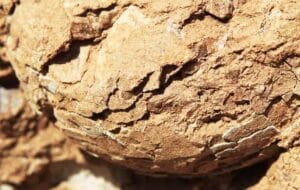 Dinosaur Eggs fossil