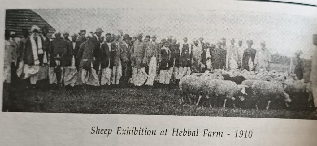 Fig 3. Sheep exhibition in the Farm 1910