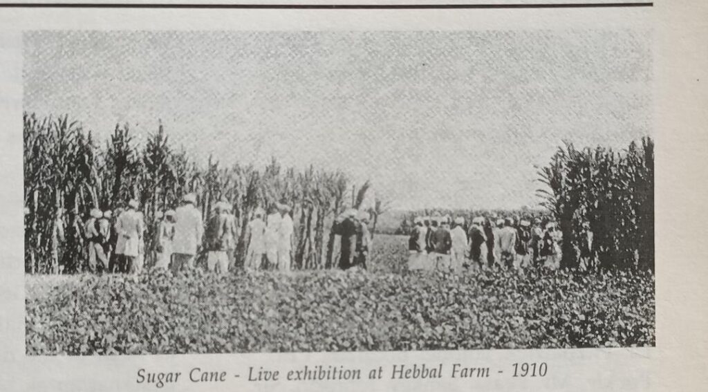Fig 4. Sugar Cane Exhibition in Farm