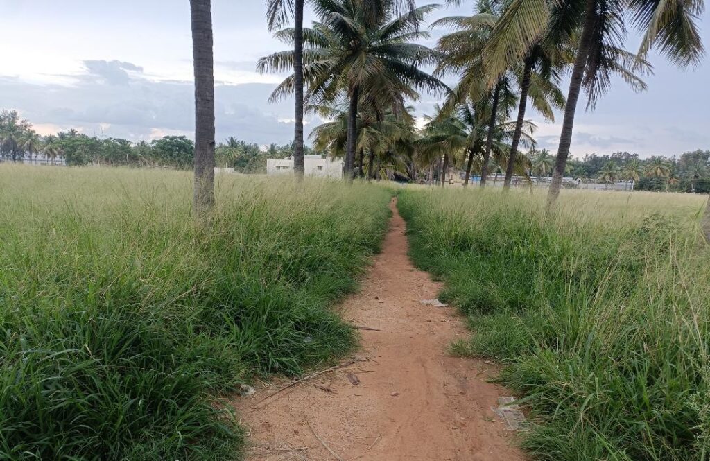 Fig 5. Uncultivated Land at Hebbal Farm