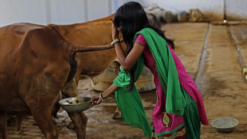 Gomutra Benefits Benefits of Drinking Cow Urine Daily