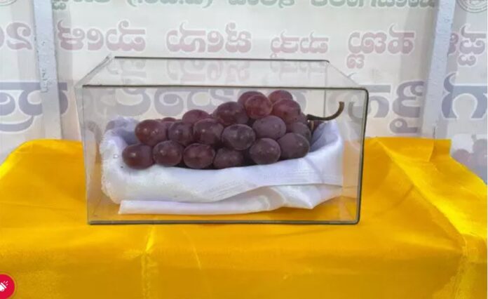 ದ್ರಾಕ್ಷಿ