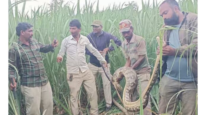 ಧಾರವಾಡ | ಕಬ್ಬಿನ ಹೊಲದಲ್ಲಿ 12 ಅಡಿ ಉದ್ದದ ಹೆಬ್ಬಾವು ಧಾರವಾಡ | ಕಬ್ಬಿನ ಹೊಲದಲ್ಲಿ 12 ಅಡಿ ಉದ್ದದ ಹೆಬ್ಬಾವು