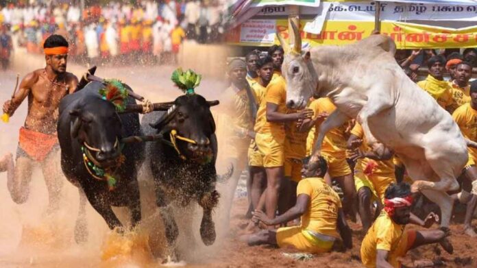 ಕಂಬಳ ಜಲ್ಲಿಕಟ್ಟು