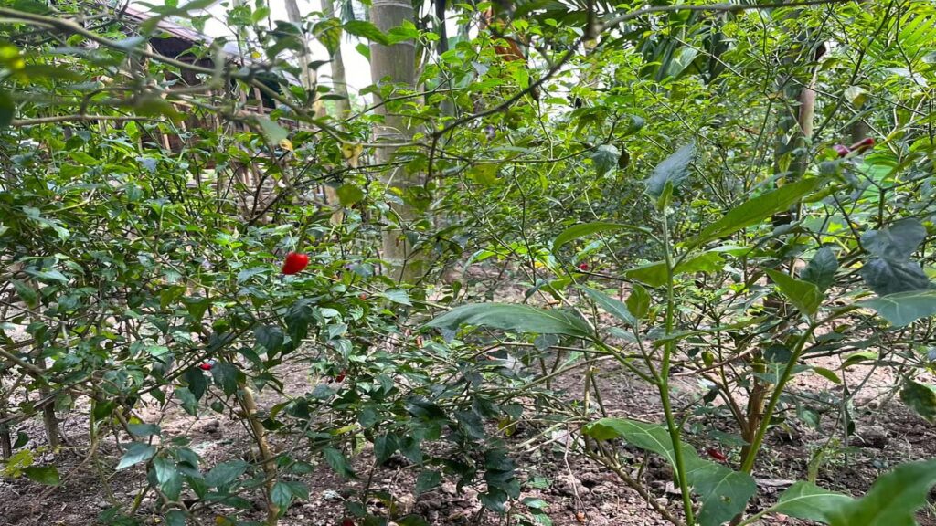 Khasi chilli
