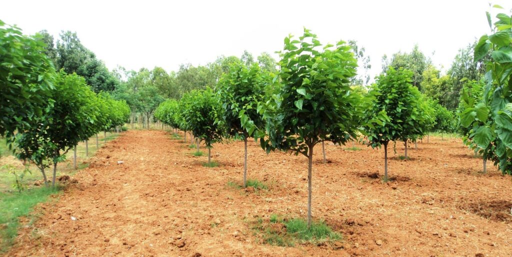 Morus alba 123