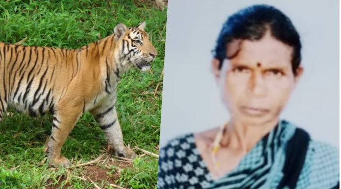 ಮೈಸೂರು ಹುಲಿ ದಾಳಿ
