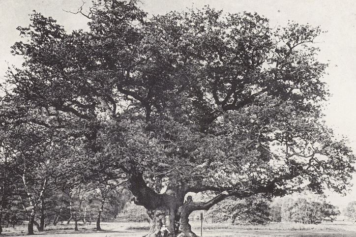 Oak 1