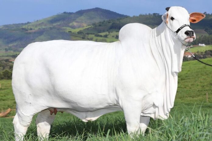 ಓಂಗೋಲ್ ತಳಿಯ ಹಸು 41 ಕೋಟಿ