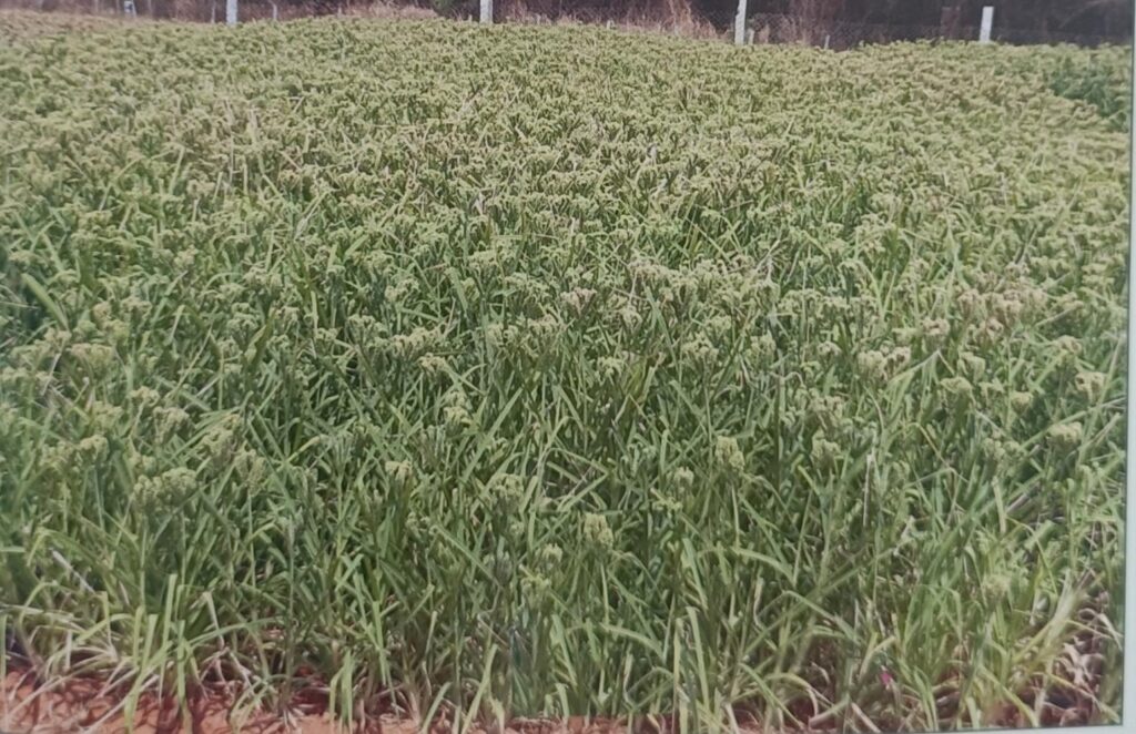 Ragi 3