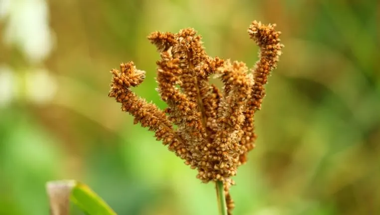 Ragi Millet