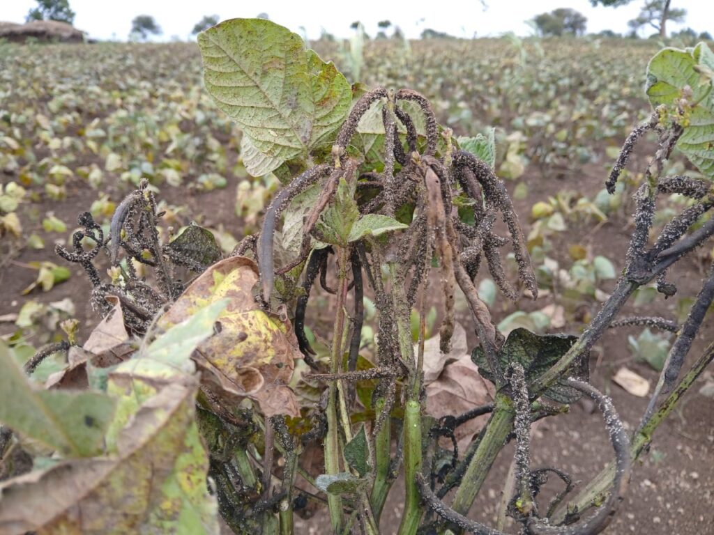 Ramadurga belgam farmers 1