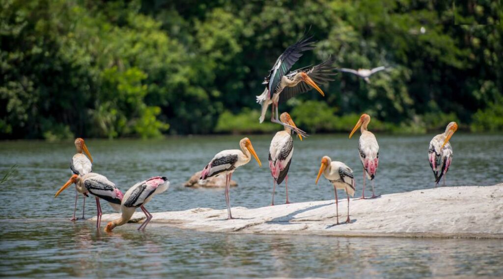 Ranganathittu Bird Sanctuary 26