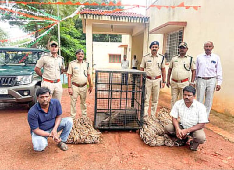ಬೆಳಗಾವಿ : ಕಾಡು ಹಂದಿ ಬೇಟೆ ಇಬ್ಬರ ಬಂಧನ