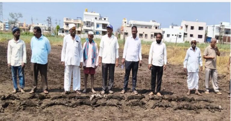 ಬೆಳಗಾವಿ | ಆಲಿಕಲ್ಲು ಮಳೆ ಅಟ್ಟಹಾಸ: 39 ಕುರಿಗಳ ಸಾವು