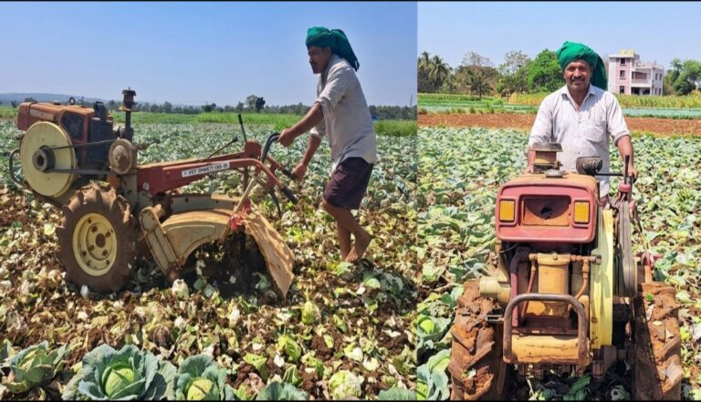 ಬೆಳಗಾವಿ | ಯುದ್ಧದ ಕಾರಣ ಎಲೆಕೋಸು ಬೆಳೆ ಹೊಲದಲ್ಲೇ ನಾಶ ಮಾಡುತ್ತಿರುವ ರೈತರು: