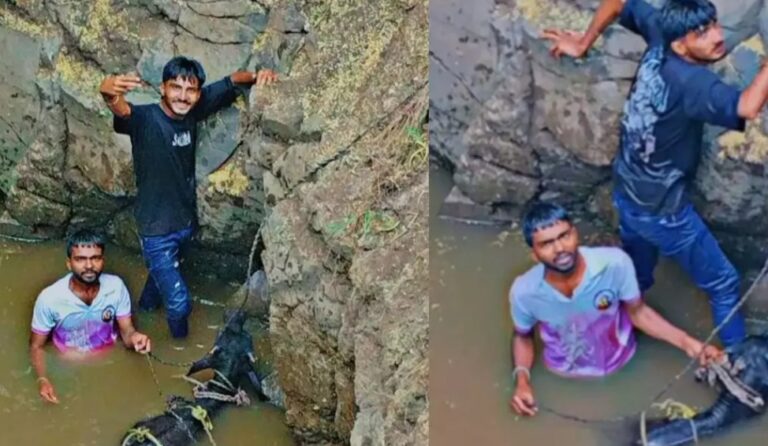ಬೆಳಗಾವಿ | 40 ಅಡಿ ಆಳದ ಬಾವಿಗೆ ಬಿದ್ದ ಎಮ್ಮೆ ರಕ್ಷಣೆ