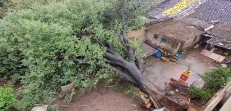 ಬೆಳಗಾವಿ | ಮಳೆ ಬಿರುಗಾಳಿಗೆ ಬೃಹತ್&zwnj; ಹುಣಸೆ ಮರ ಧರೆಗುರುಳಿ ನಾಲ್ಕು ಮನೆಗಳಿಗೆ ಭಾರಿ ಹಾನಿ