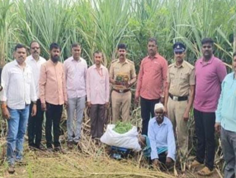 ಬೆಳಗಾವಿ | ಹೊಲದಲ್ಲಿ ಗಾಂಜಾ ಬೆಳೆ: ವ್ಯಕ್ತಿ ಬಂಧನ