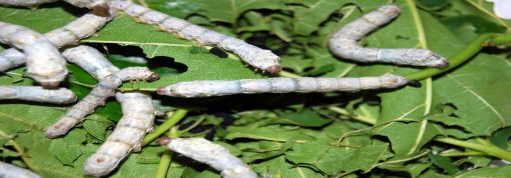 Silk worms1
