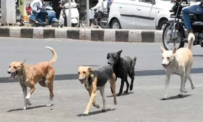 Stray-Dogs-