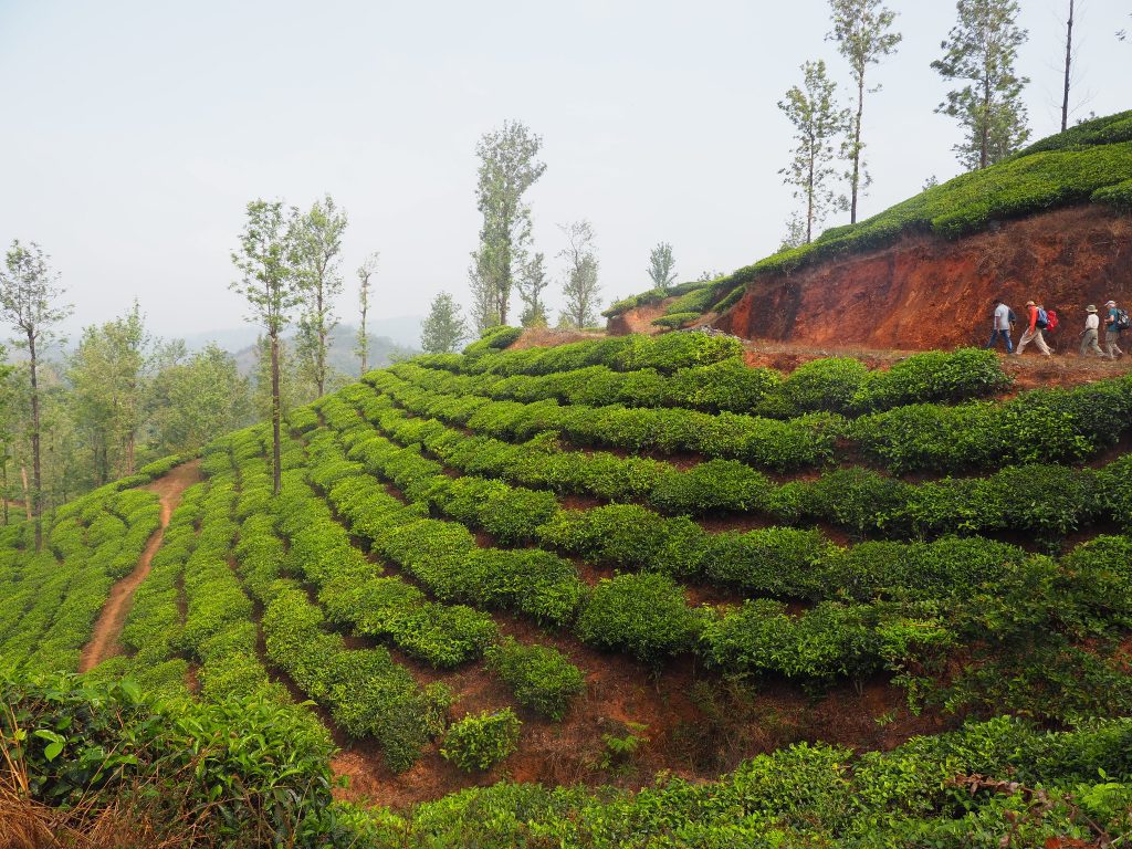 Tea garden walk Wayanad