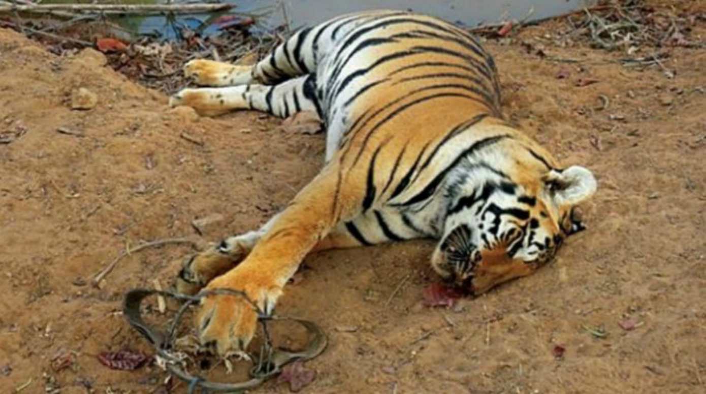 Tiger deaths in India Featured Image