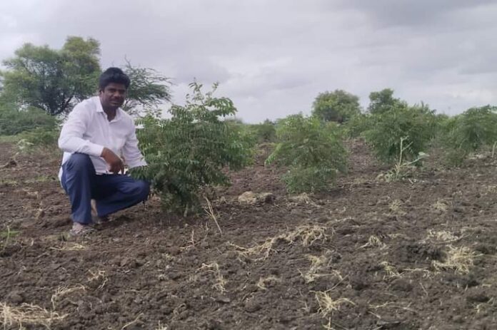ಕರಿಬೇವು