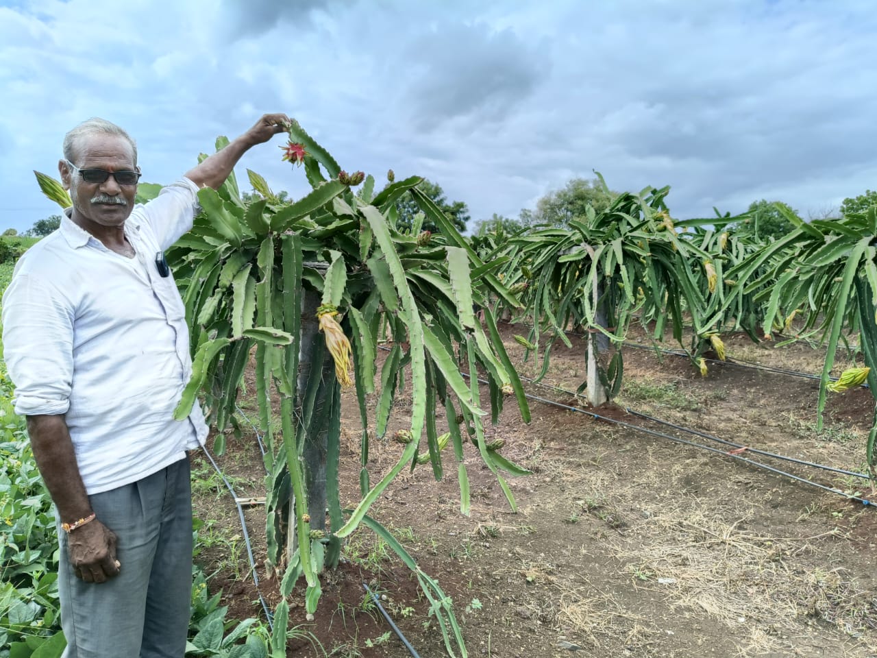 ಡ್ರ್ಯಾಗನ್‌ ಫ್ರೂಟ್‌ ಕೃಷಿ