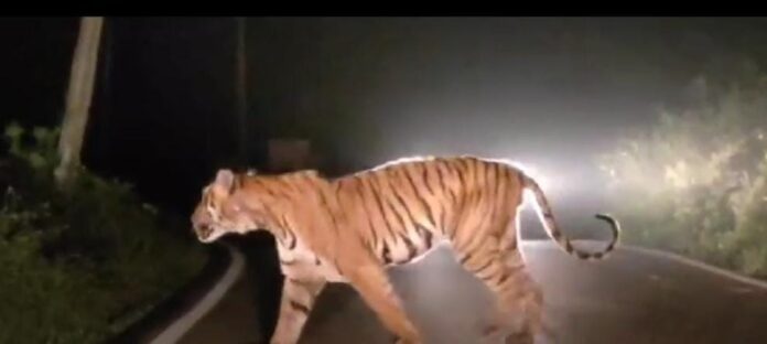 ಬೆಳಗಾವಿ : ಹುಲಿ ಪ್ರತ್ಯಕ್ಷ ಡಂಗೂರದ ಮೂಲಕ ಜನರಿಗೆ ಎಚ್ಚರಿಕೆ