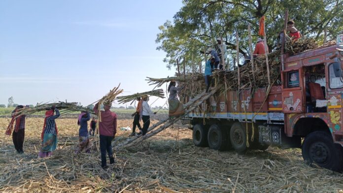 ಕಬ್ಬು ಕಟಾವು