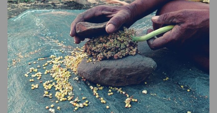 ಬಿಳಿ ಜೋಳ ಸೀತನಿ