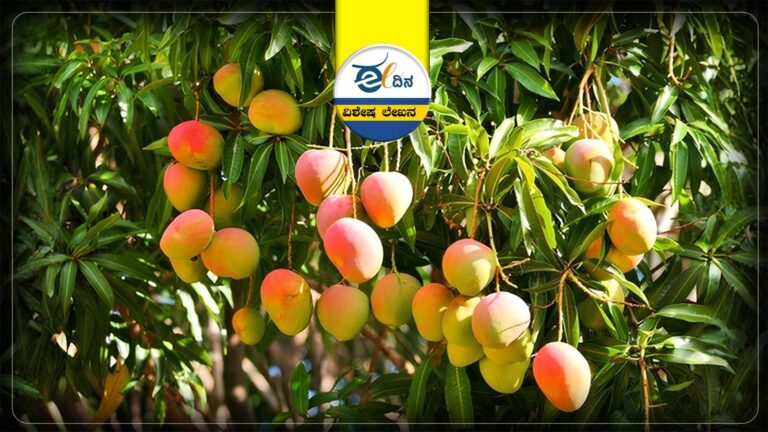 ಮಾವು ಇಳುವರಿ ಕುಸಿತ: ನಷ್ಟದ ಮಧ್ಯೆ ಪರಿಹಾರದ ನಿರೀಕ್ಷೆಯಲ್ಲಿ ರೈತ